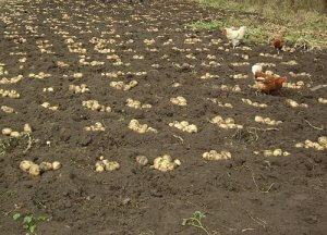 Квадратно-гнездовой метод посадки картофеля