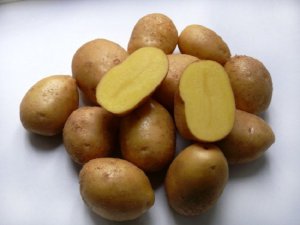Картофель сорта тимо