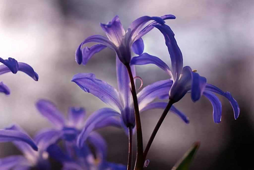 хионодокса Фиолетовая красавица