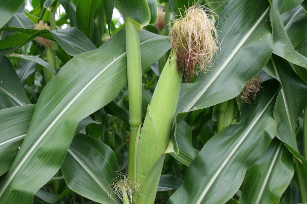 Листья, стебель и початок сахарной кукурузы