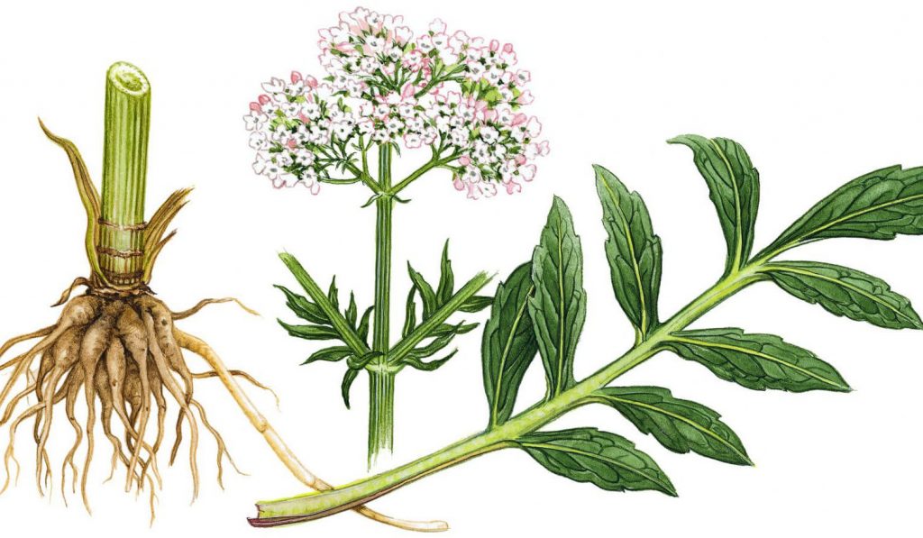 Части валерианы: корень, лист, соцветие