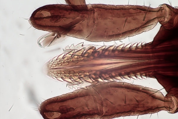 Жало клеща увеличенное под микроскопом