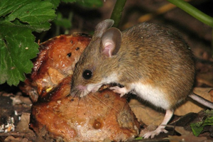 Полевая мышь - фото и описание