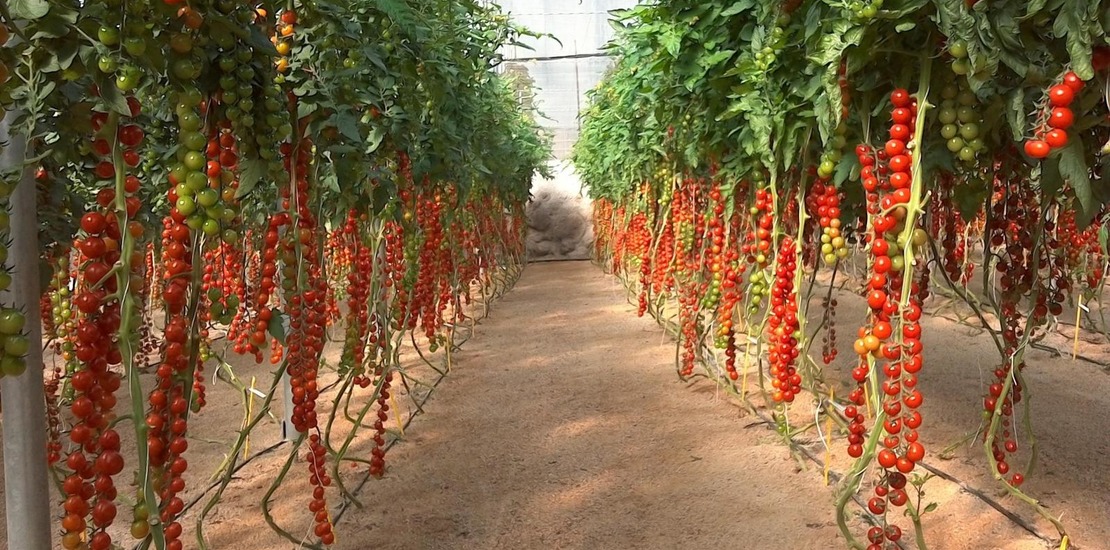 помидоры черри растут на огороде