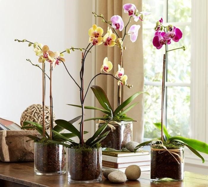 орхидеи фаленопсисы в стеклянных горшках на столе