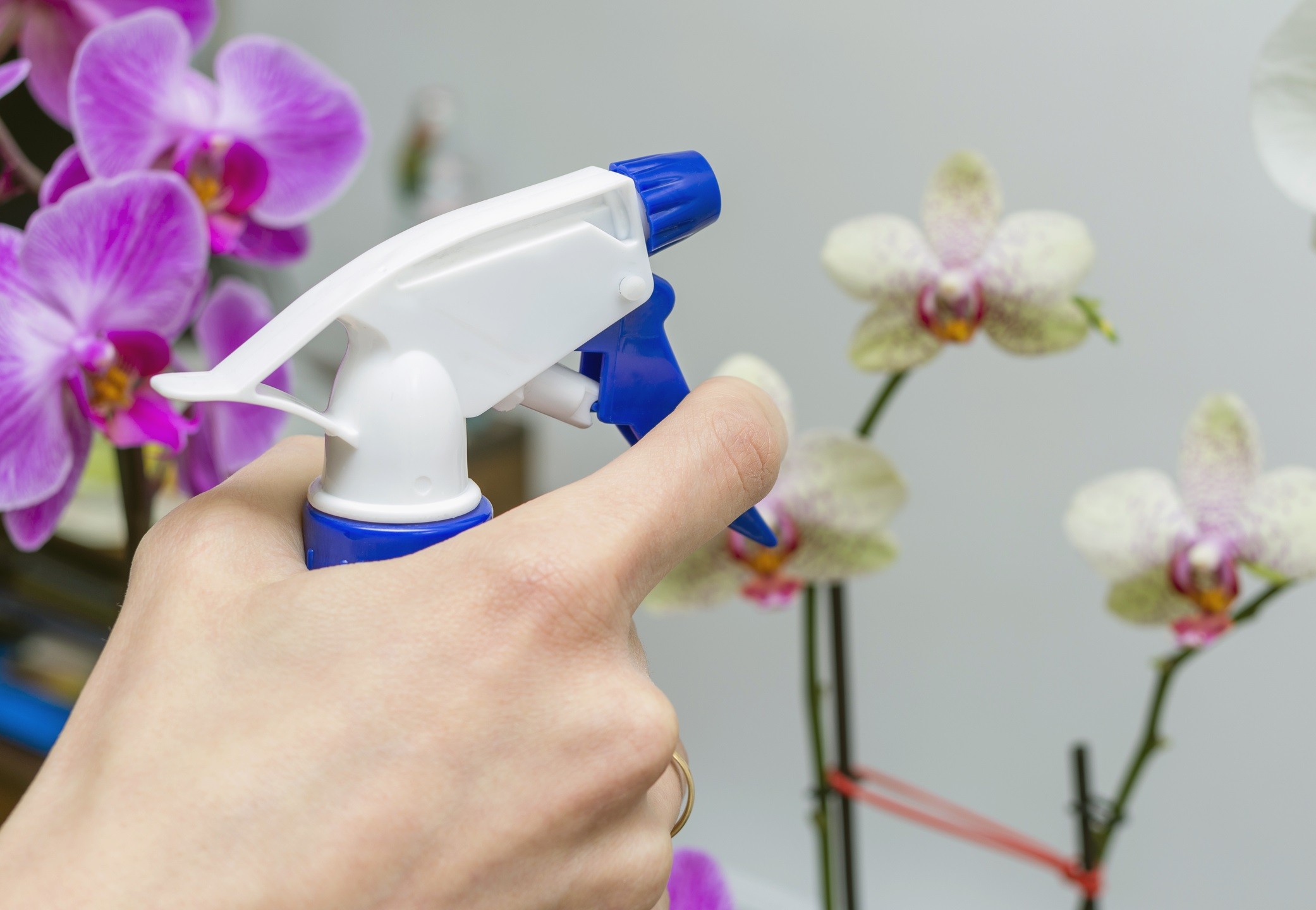 опрыскивание орхидей во время цветения