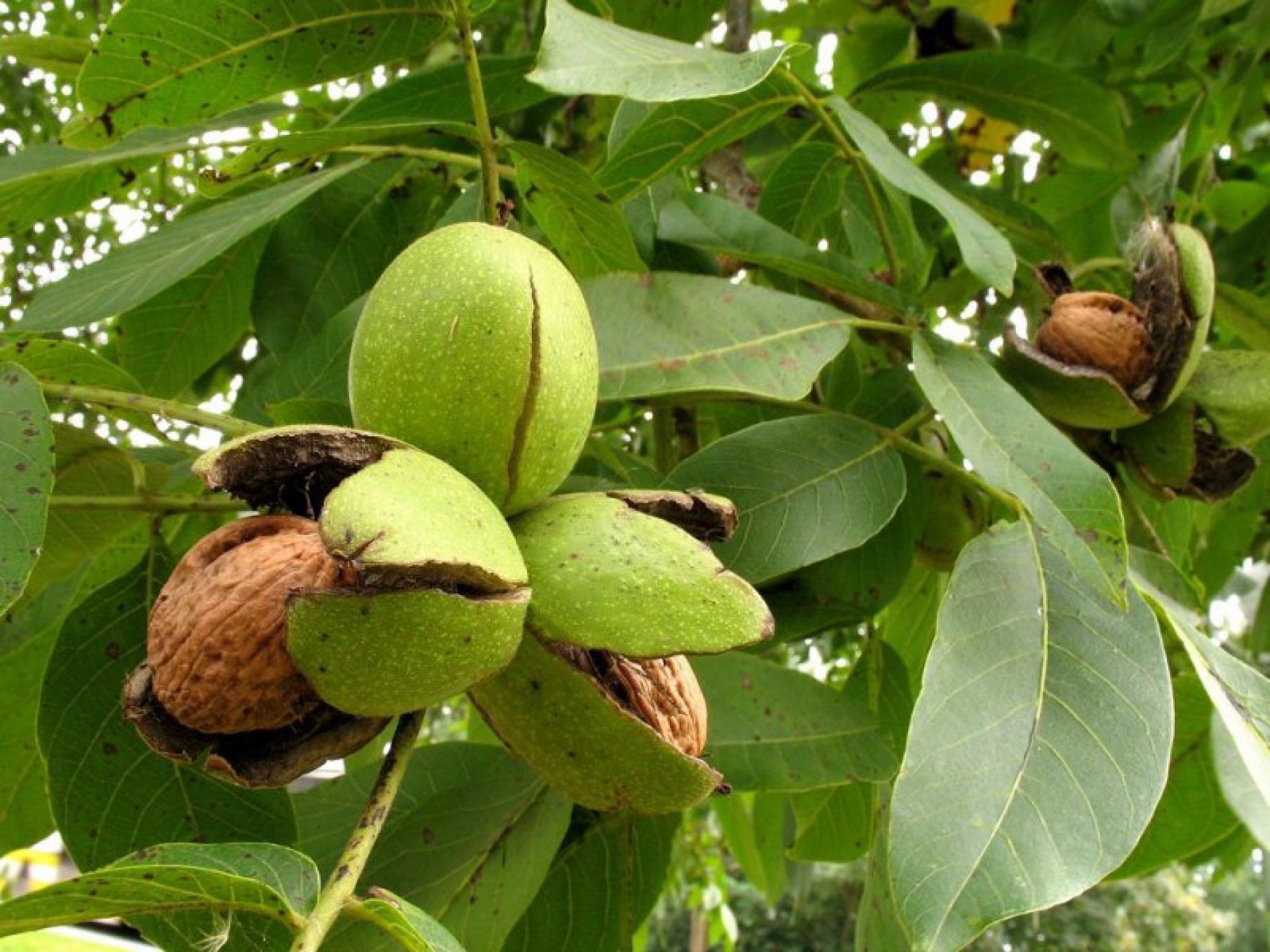 орешки на дереве в зеленой оболочке