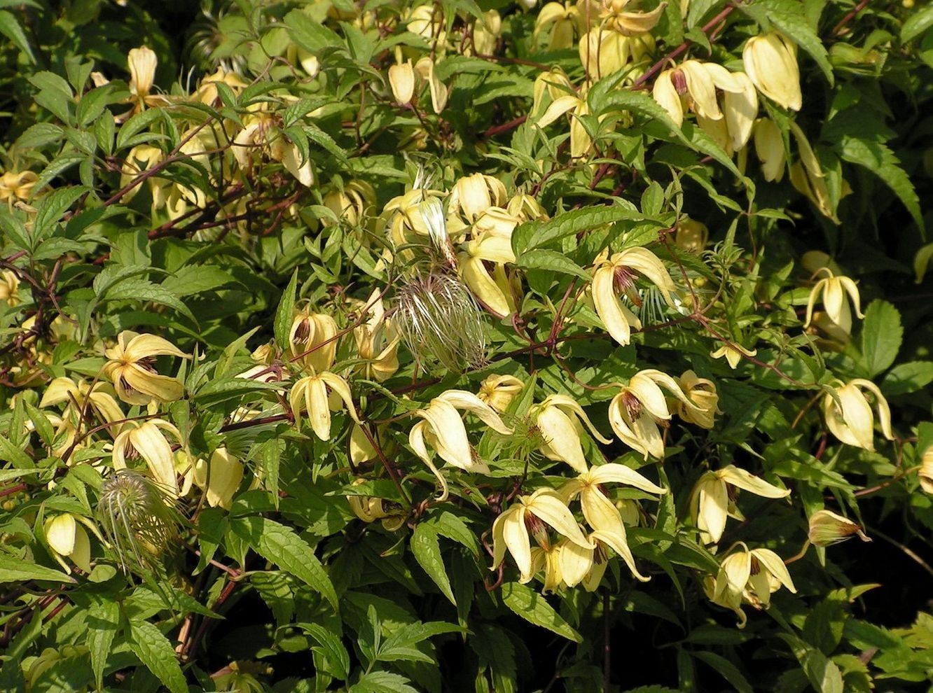 клематис пильчатолистный с желтыми цветочками