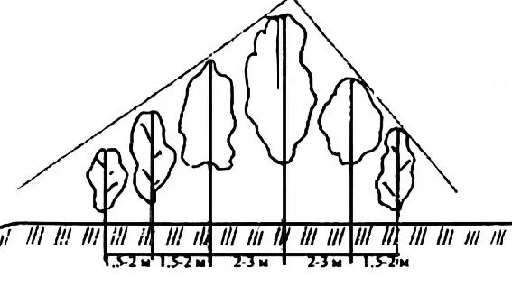 треугольная схема посадки деревьев