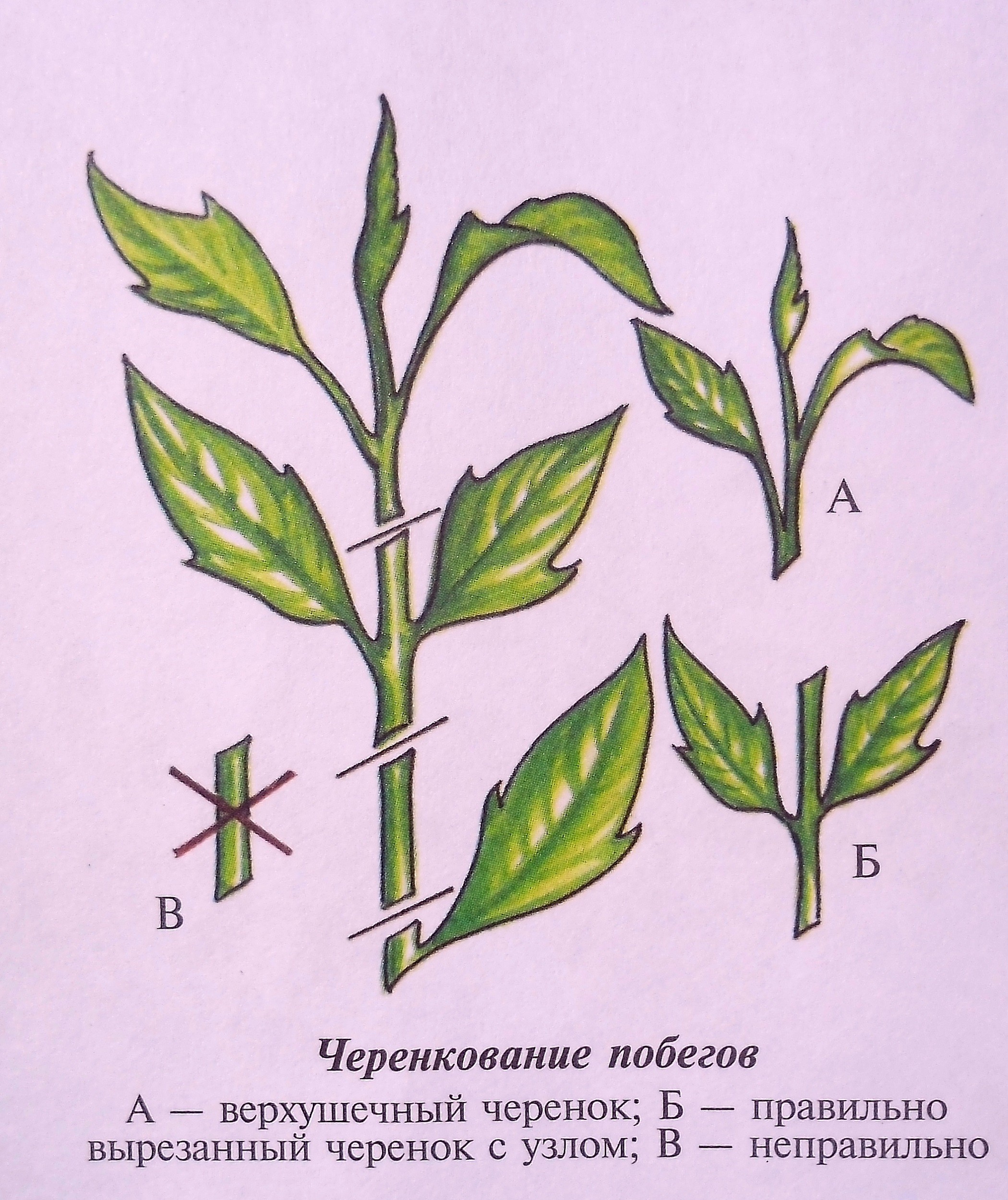 схема черенкования побегов флоксов