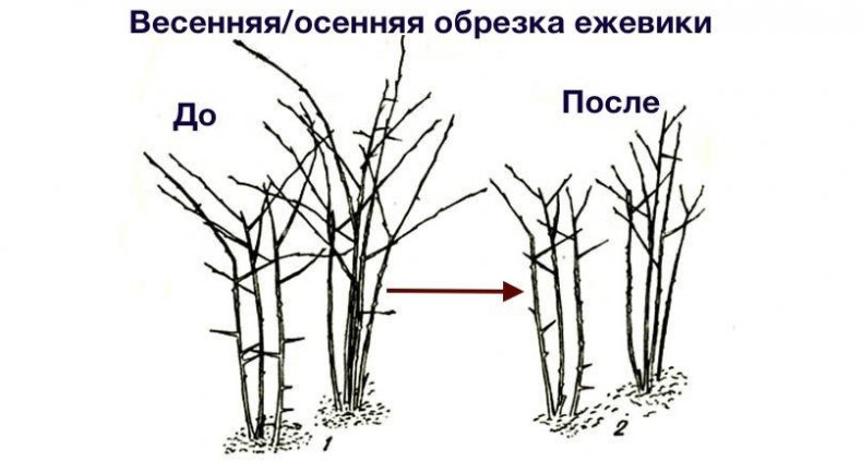 весенняя и осенняя обрезка ежевики