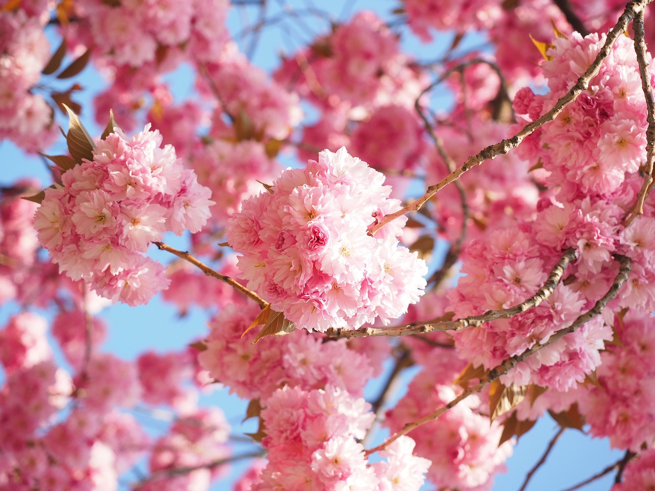 ветки сакуры с цветочками