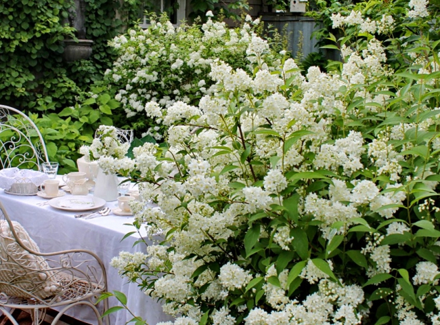 белые цветы для сада