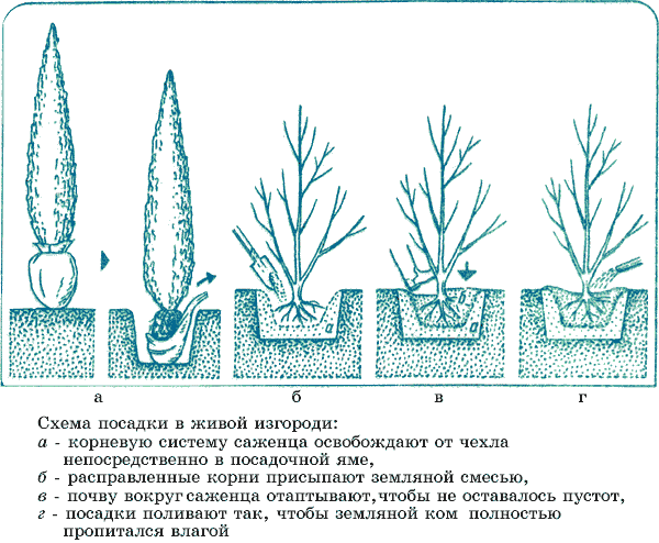 деревья и кустарники вдоль забора и дорожек