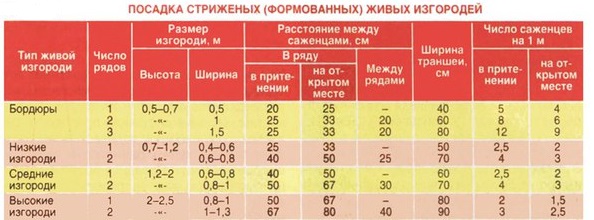 деревья и кустарники вдоль забора и дорожек