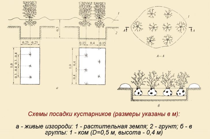 деревья и кустарники вдоль забора и дорожек