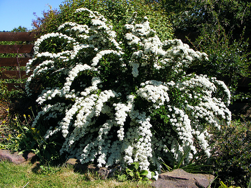 кустарник спирея