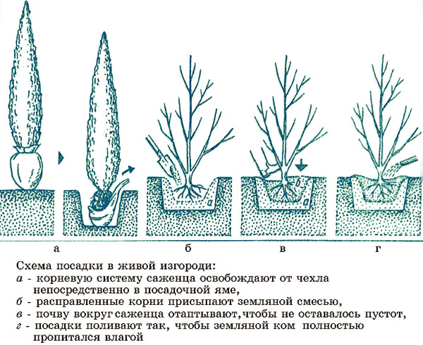 канадская ель