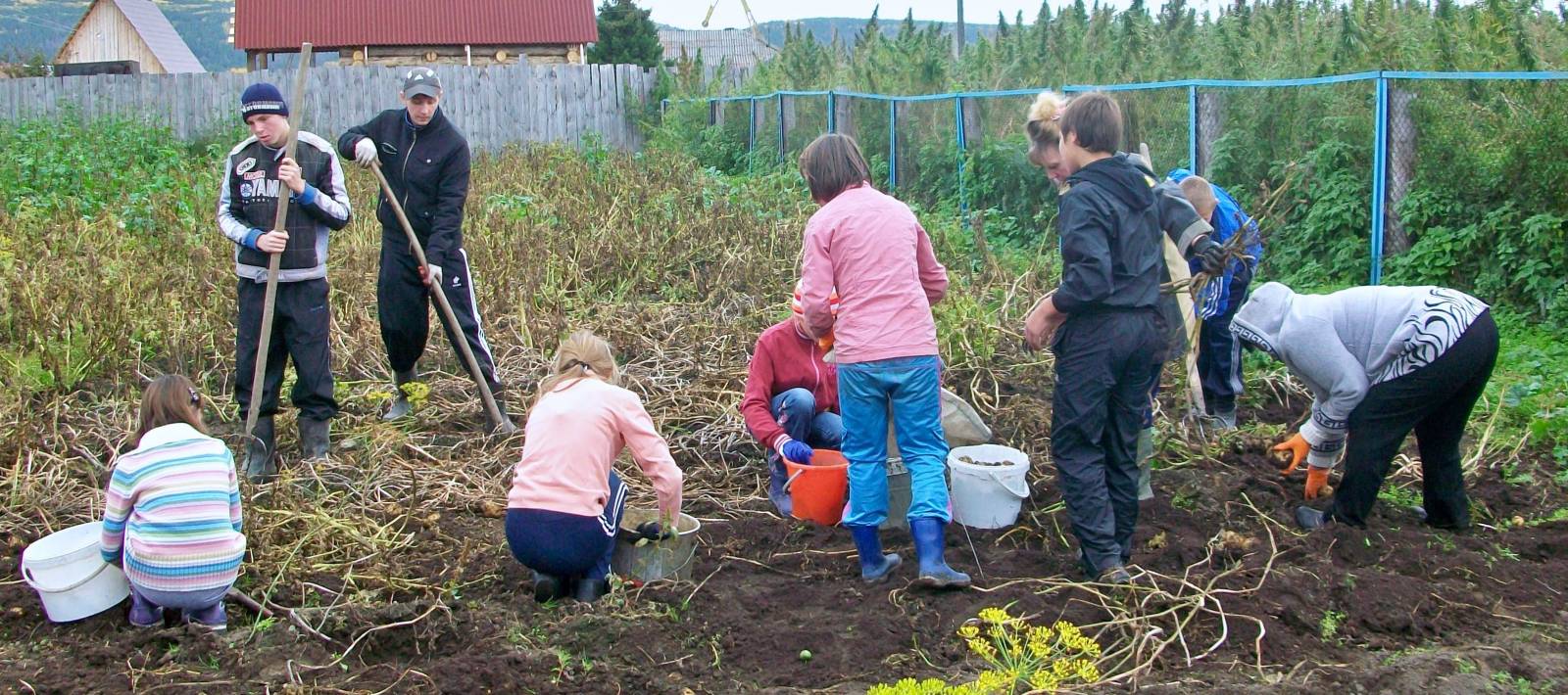 Картинка работа в саду. Уборка огорода. Уборка урожая в саду. Осенние работы в огороде. Осенний труд в огороде.