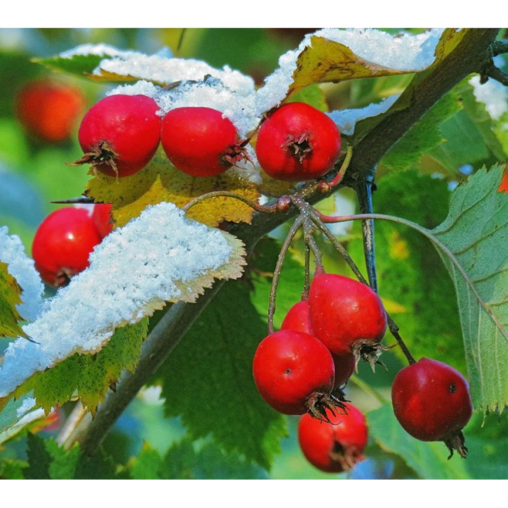 Колючки боярышника. Кратегус боярышник. Crataegus macracantha. Боярышник крупноколючковый. Боярышник крупноколючковый Crataegus macracantha.