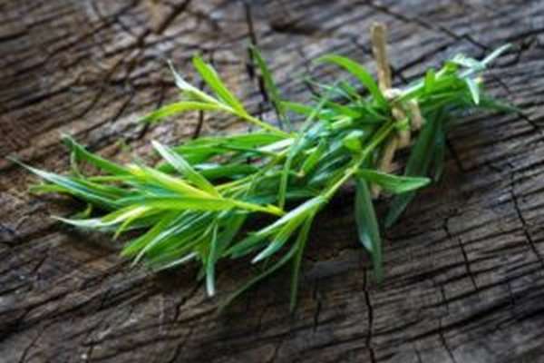 Трава тархун (эстрагон): польза и вред, фото, рецепт напитка