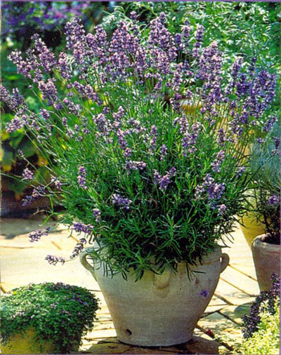 lavanda-vyrachivanie-na-balkone