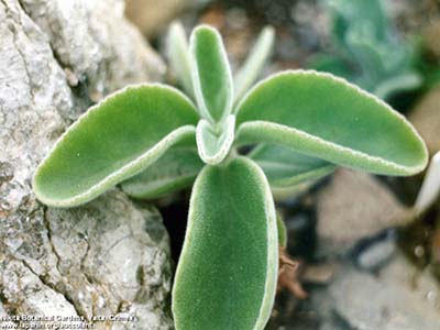 Kalanchoe-velutina-NikitaBG-