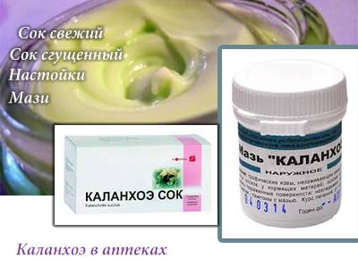 Produkty_iz_kalanchoe