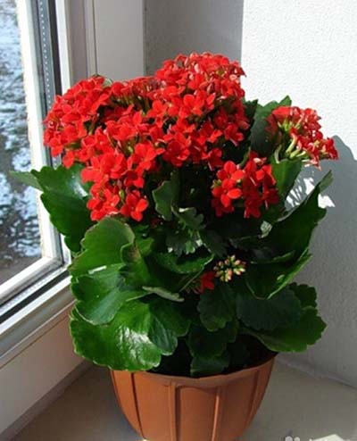 kalanchoe_blossfelda