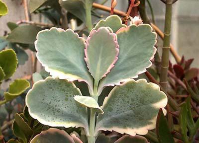 kalanchoe_fedchenko