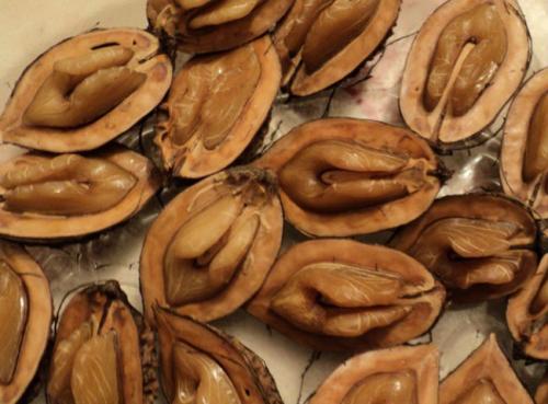 Все полезные свойства маньчжурского ореха и противопоказания