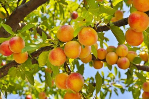 Персик — что же это на самом деле, фрукт или ягода