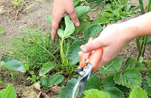 Садим клубнику. Как правильно посадить клубнику?