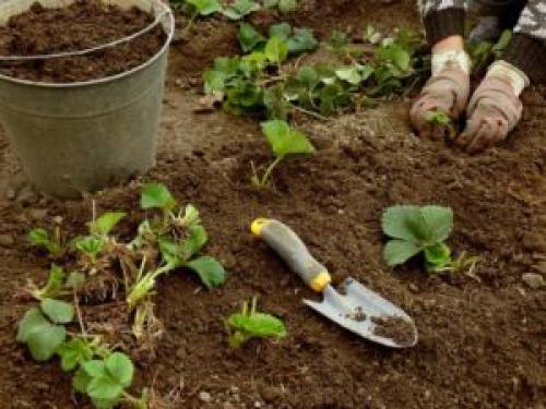 Как посадить клубнику в мае. Как сажать клубнику – пошаговая инструкция