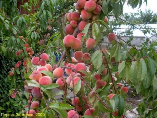 Как растет персик, несколько секретов выращивания.