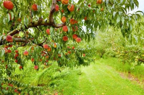 Как растет персик, несколько секретов выращивания.