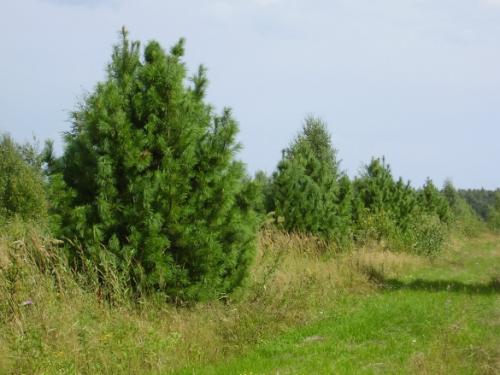 На сколько см в год растет кедр. Кедры (Cedrus) - крупные хвойные деревья, родственники лиственниц.