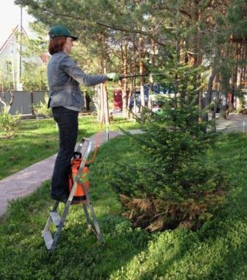 Желтеет пихта корейская, что делать. Совет 1: Хвойные весной желтеют, что делать?