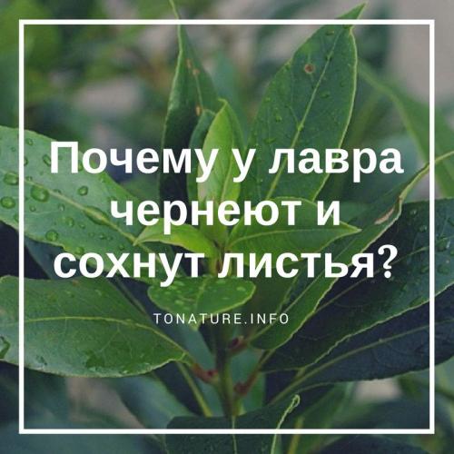 У лавра засохли листья, что делать. Почему у лавра чернеют и сохнут листья?