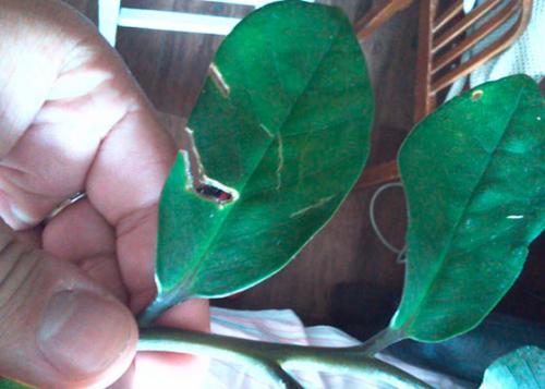 Почему у замиокулькаса появляются капельки воды на листьях. Капельки на листьях у замиокулькаса: причины явления и способы устранения