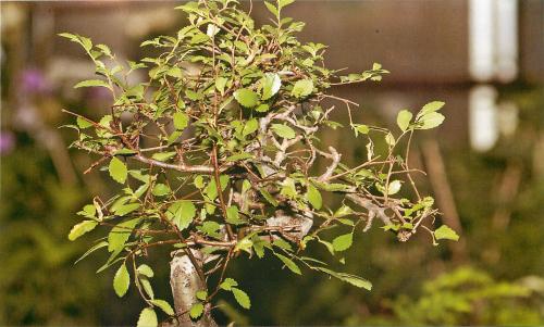 Вяз мелколистный листопадный. Вяз мелколистный Ulmusparvifolia