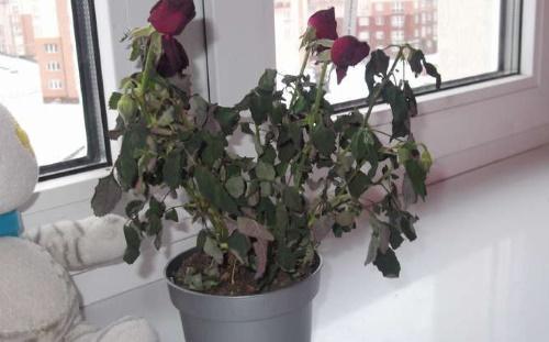 Комнатная Роза сохнут листья. Спасаем розу в горшке от усыхания