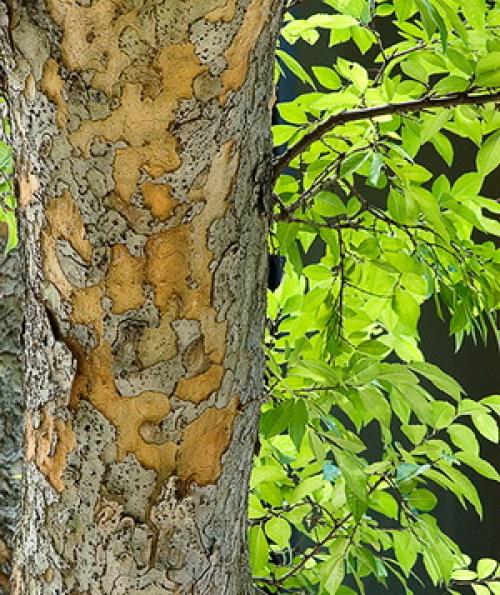 Вяз мелколистный листья. Вяз мелколистный (лат. Ulmus parvifolia) — бонсай