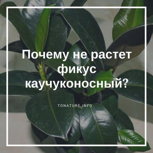 Почему перестал расти фикус Каучуконосный в домашних условиях. Почему не растет фикус каучуконосный?