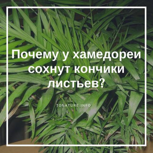 Почему у хамедореи сохнут кончики листьев?