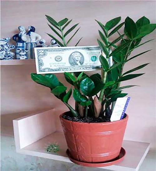 К чему цветет долларовое дерево. Почему цветок называют долларовым деревом?