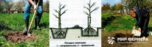 Посадка колоновидных яблонь видео. Колоновидная яблоня: как сажать и обрезать