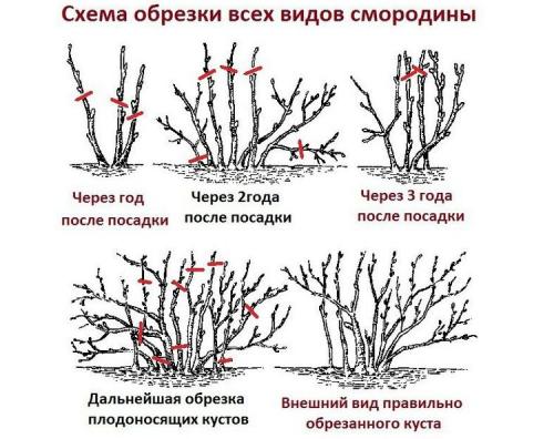 Чем подкормить смородину осенью после обрезки. Уход за черной смородиной осенью