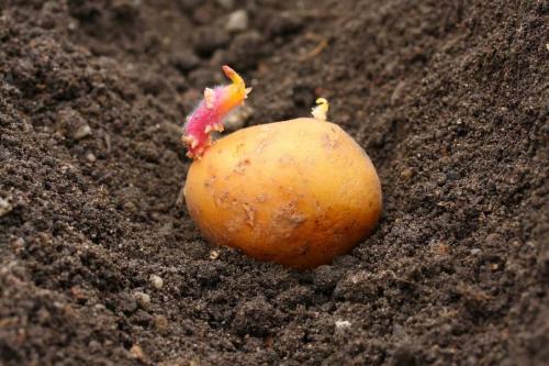 Глубина посадки картофеля. Подготовка поля для посадки картофеля