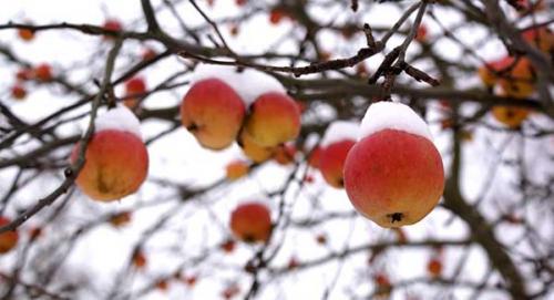 Надо ли поливать яблони на зиму. Для чего нужна осенняя подкормка яблони